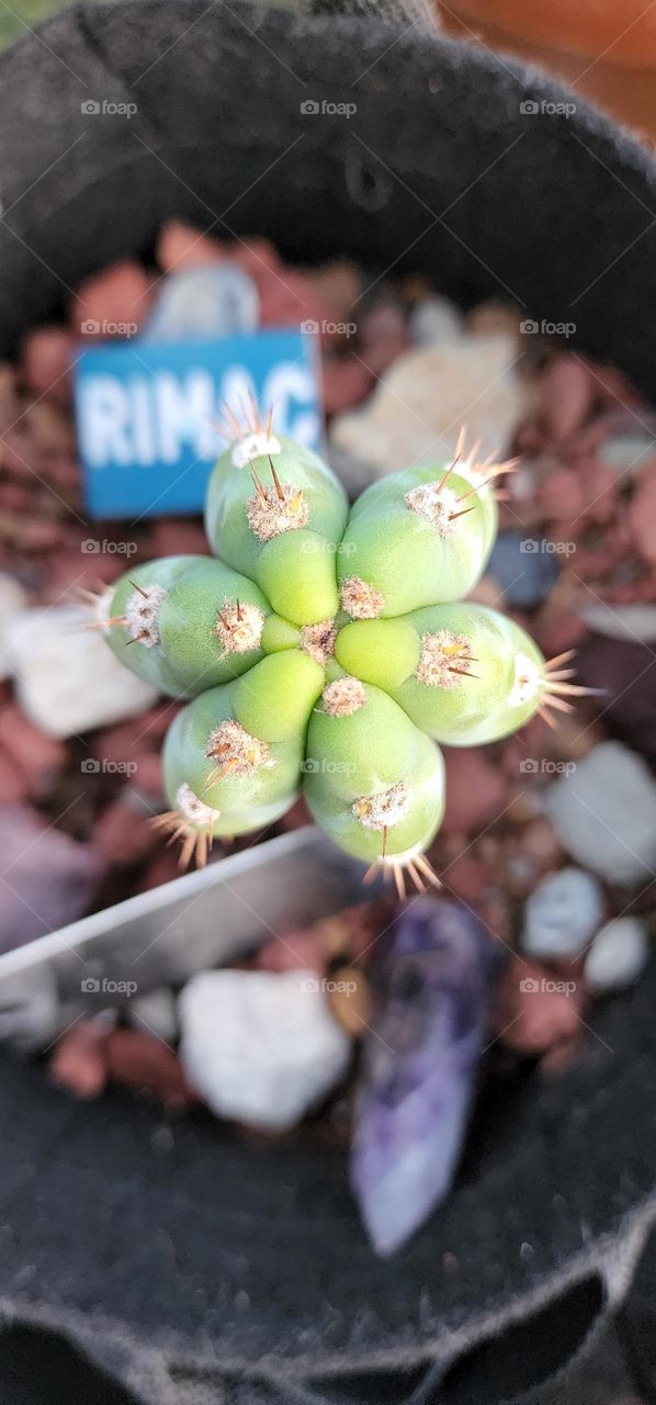 Rimac cactus trichocereus pachanoi