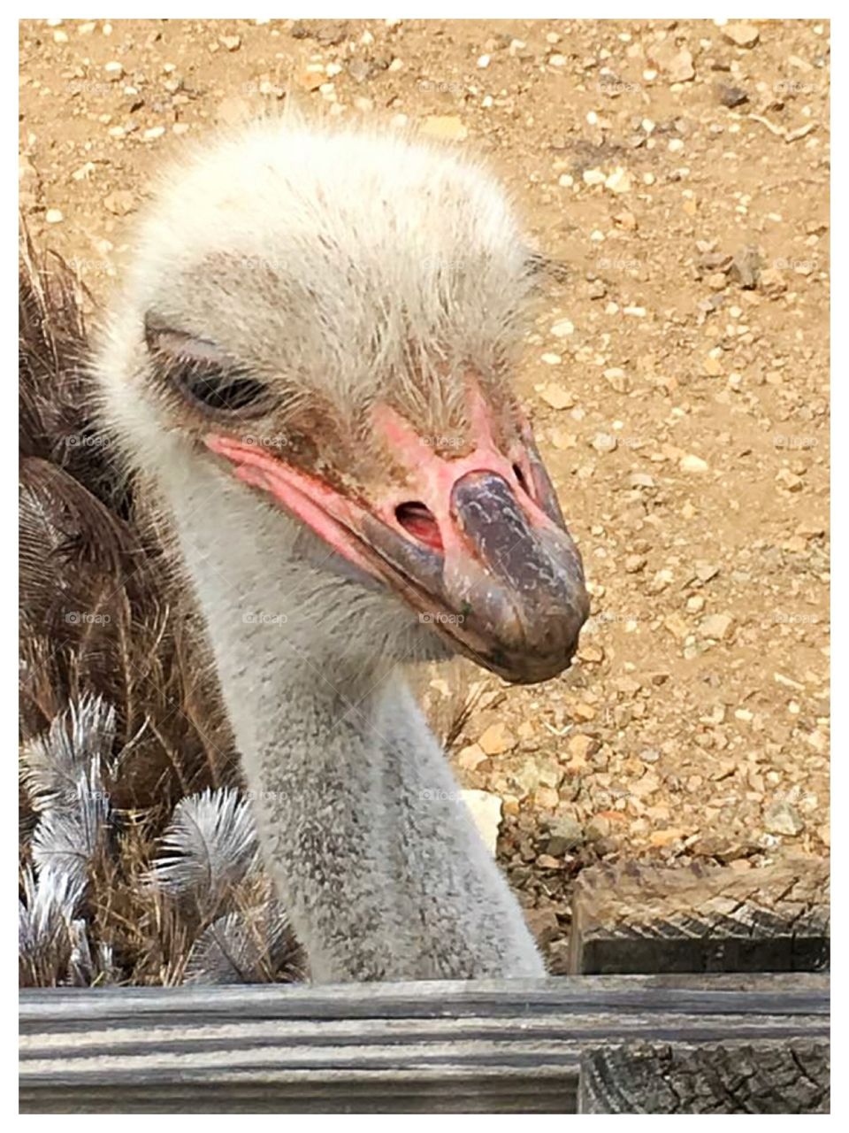 Ostrich 
