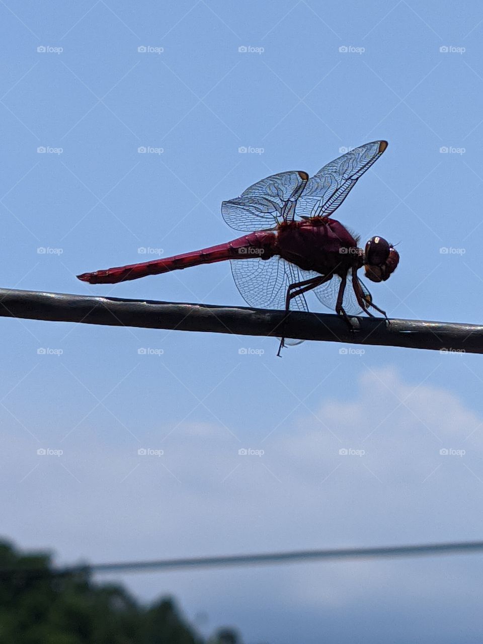 libélula