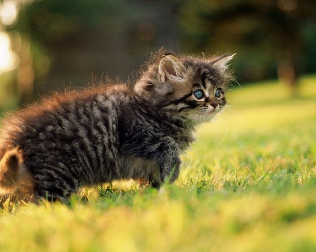 Cutiepie