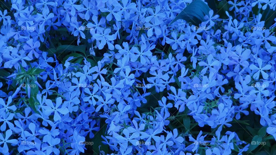 blue flowers