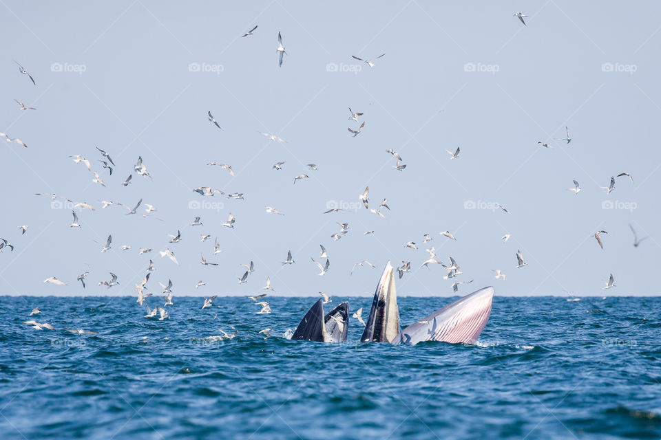 bryde whales in the gulf of Thailand