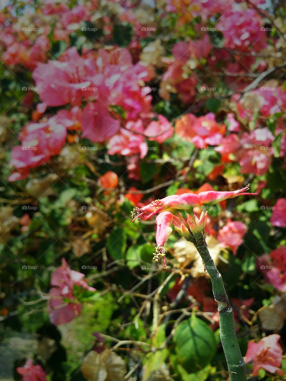 The flowers blooming in Spring season.