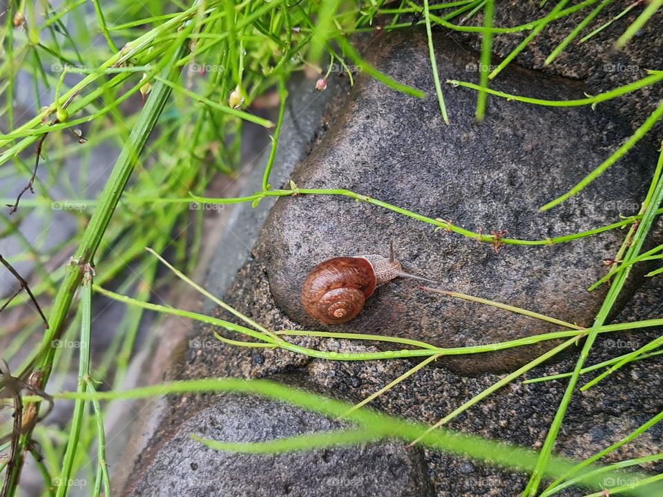 Cute and tiny snail hunting for food. Nature at its finest.
