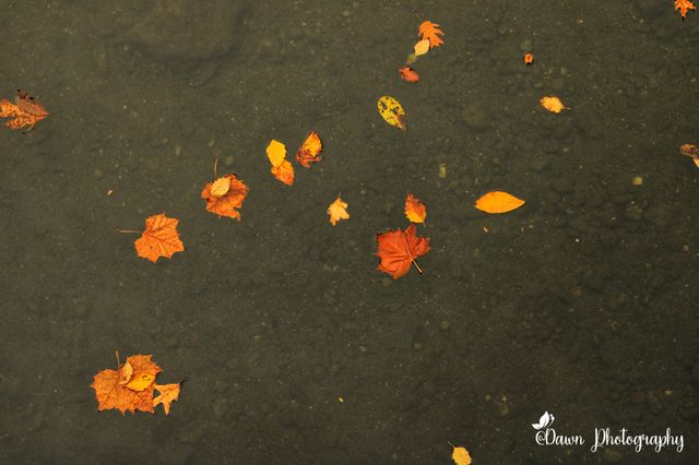 Leaves on the Water