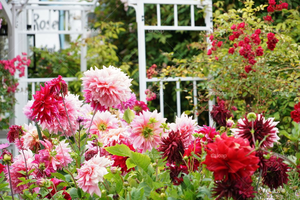 Flowers Blooming In A Northern California Home Garden 