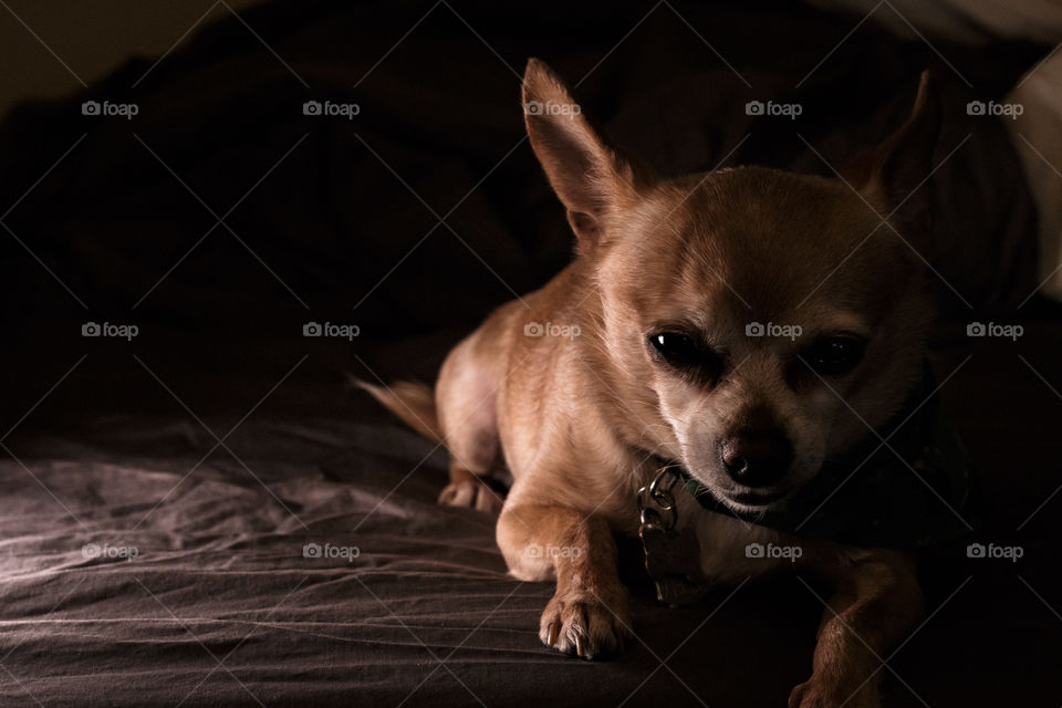 Dramatic Chihuahua 