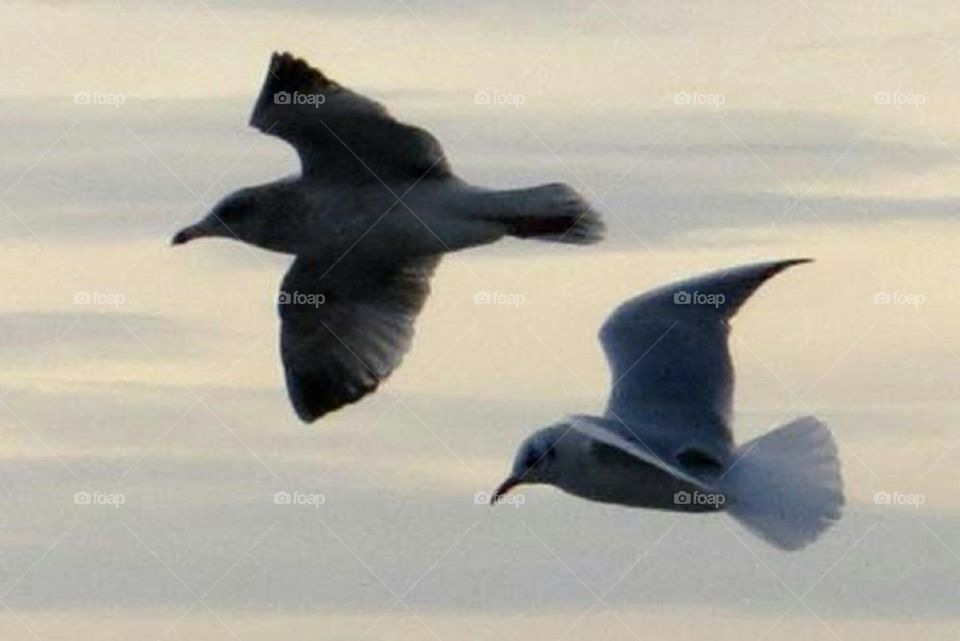 seagulls in flight