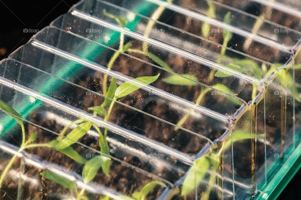 Young red sweet pepper