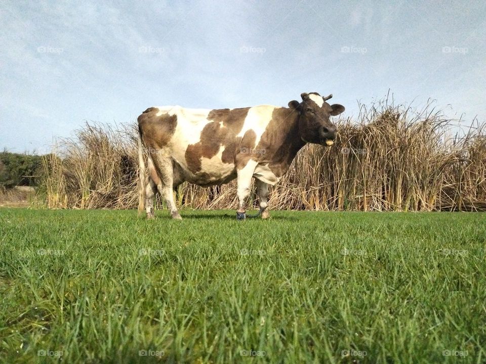 Cow in a natural place