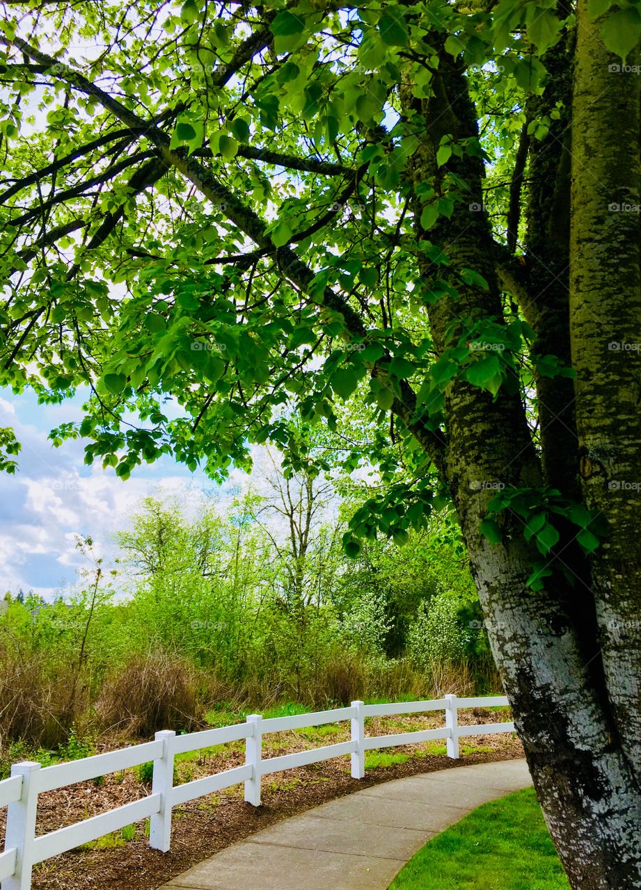 Tree field fence
