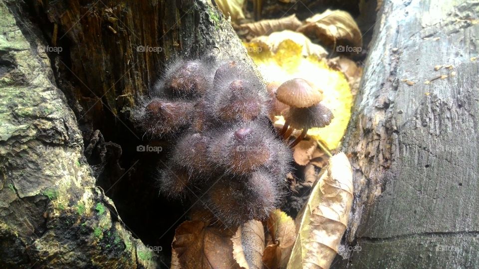 hairy mushroom