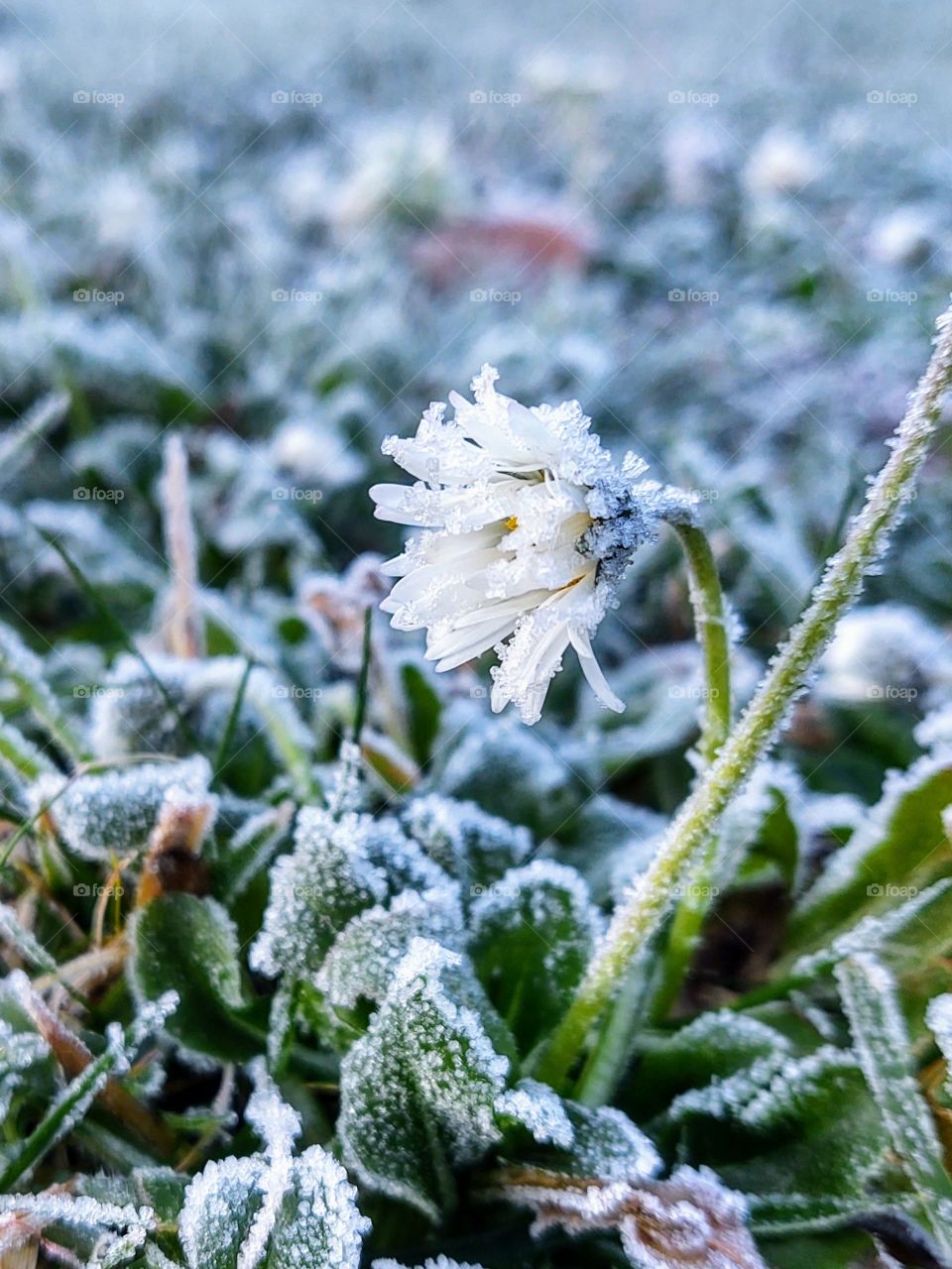 Daisy flower with a frost during winter