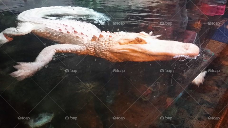 albino alligator