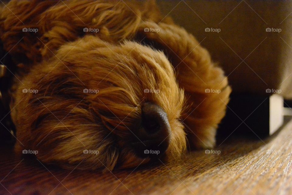 Sleeping dog