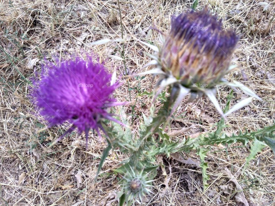 Editors' Choice - Photo of the Week