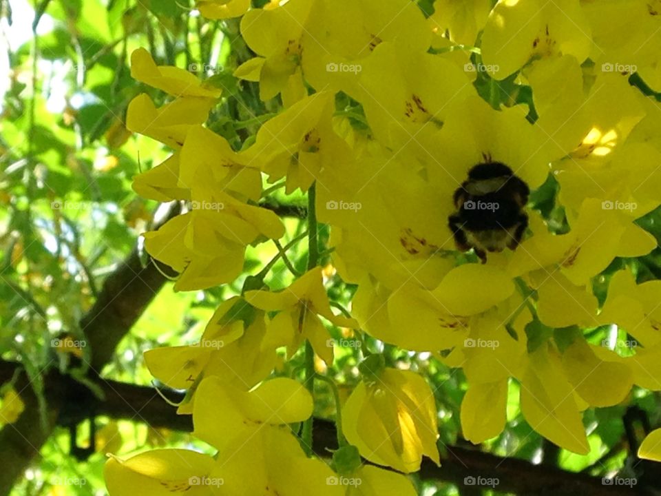 A bee. Bee , Richmond park. London