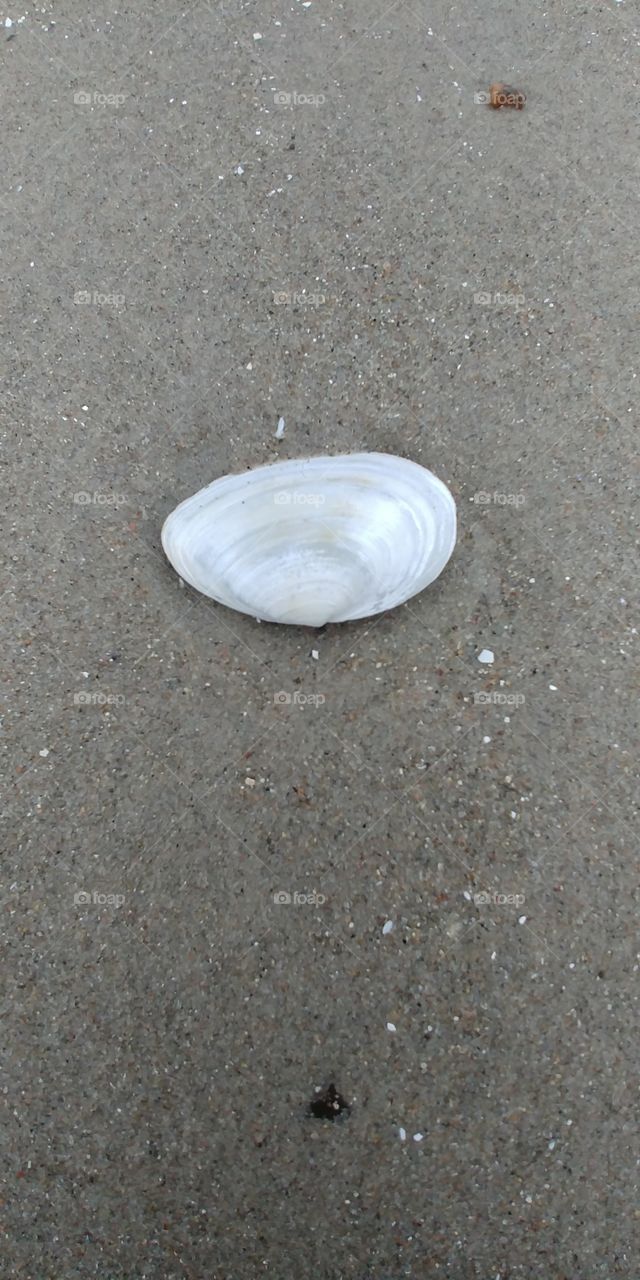 muschel shell strand beach sand