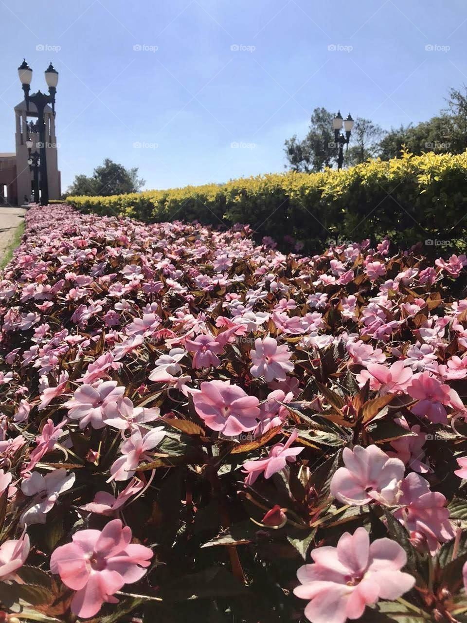 plants and flowers