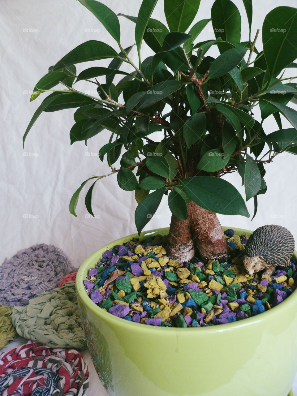 Ficus indoor plants uplifting and joy