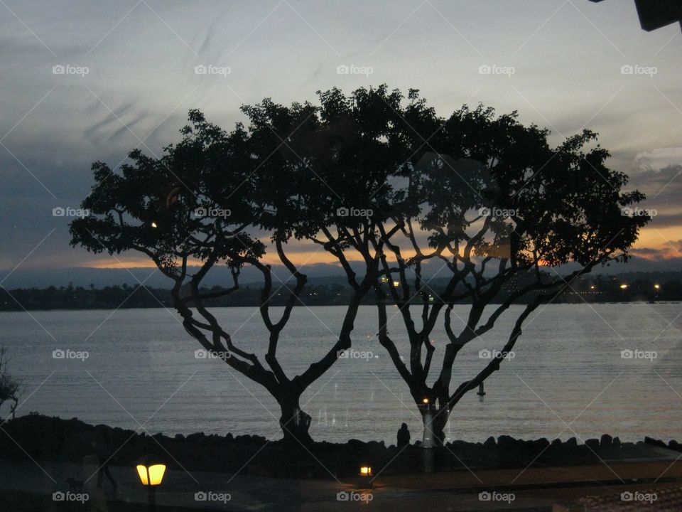 Trees at sunset in the bay 