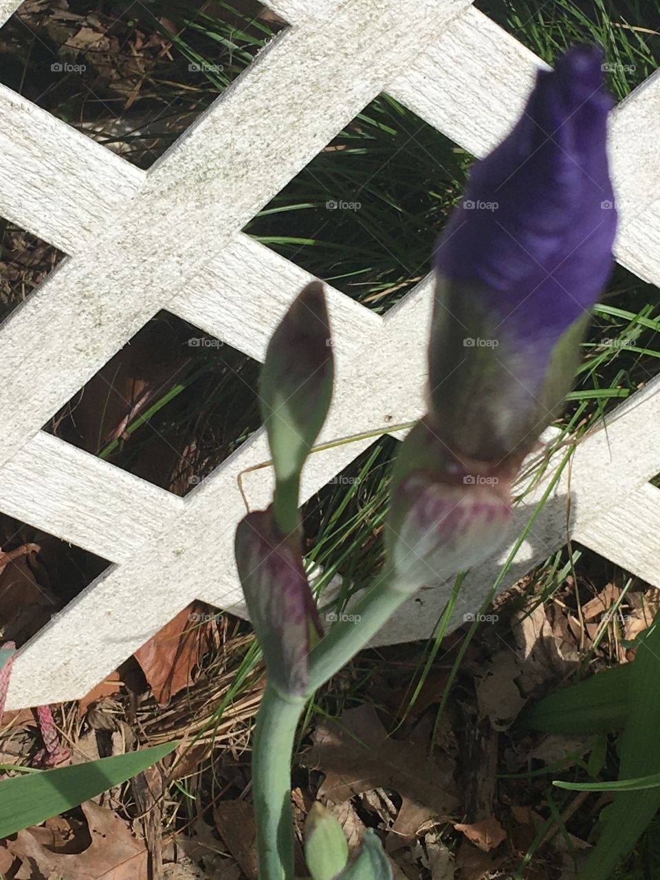 Getting close to blooming time the beautiful purple iris is just one of many I have.
