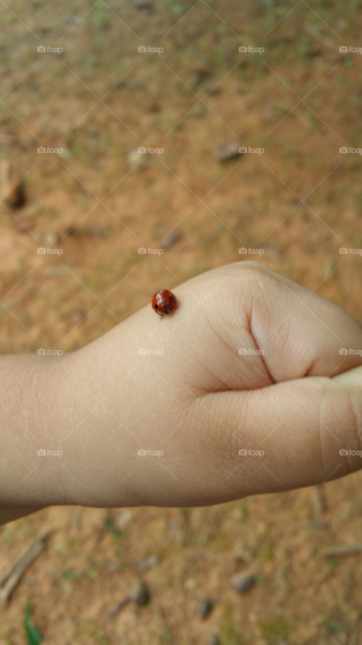 ladybug. red ladybug