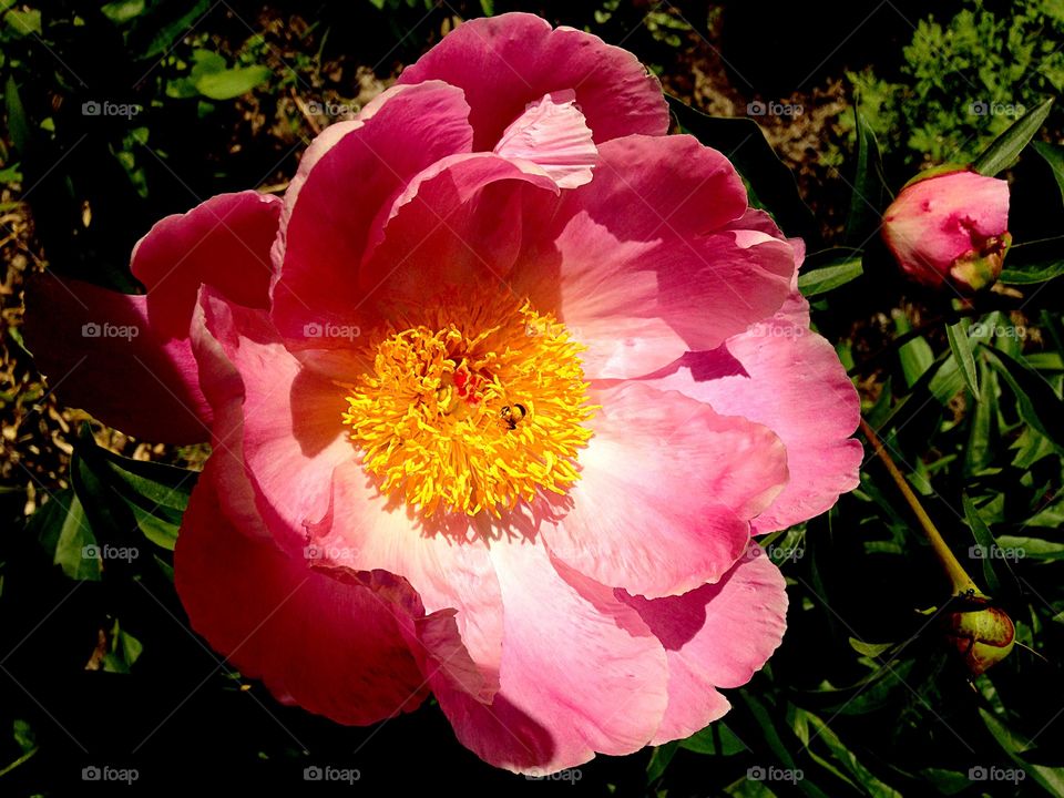 Peony Time. Pink Peony in garden