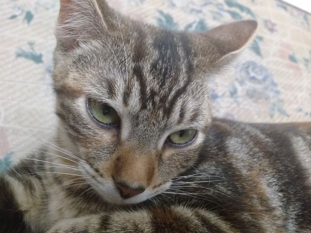 cat sleep