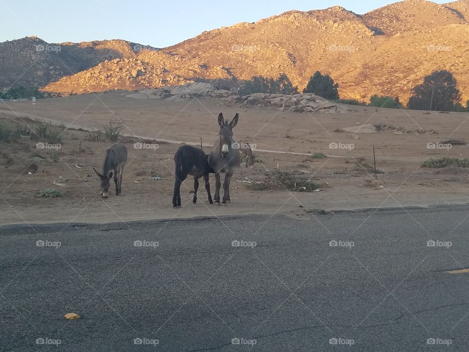 Desert, No Person, Landscape, Mammal, Travel