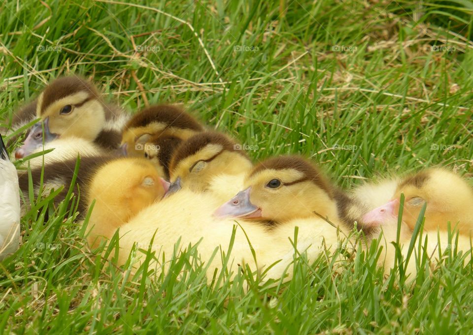 Duck resting in the grass