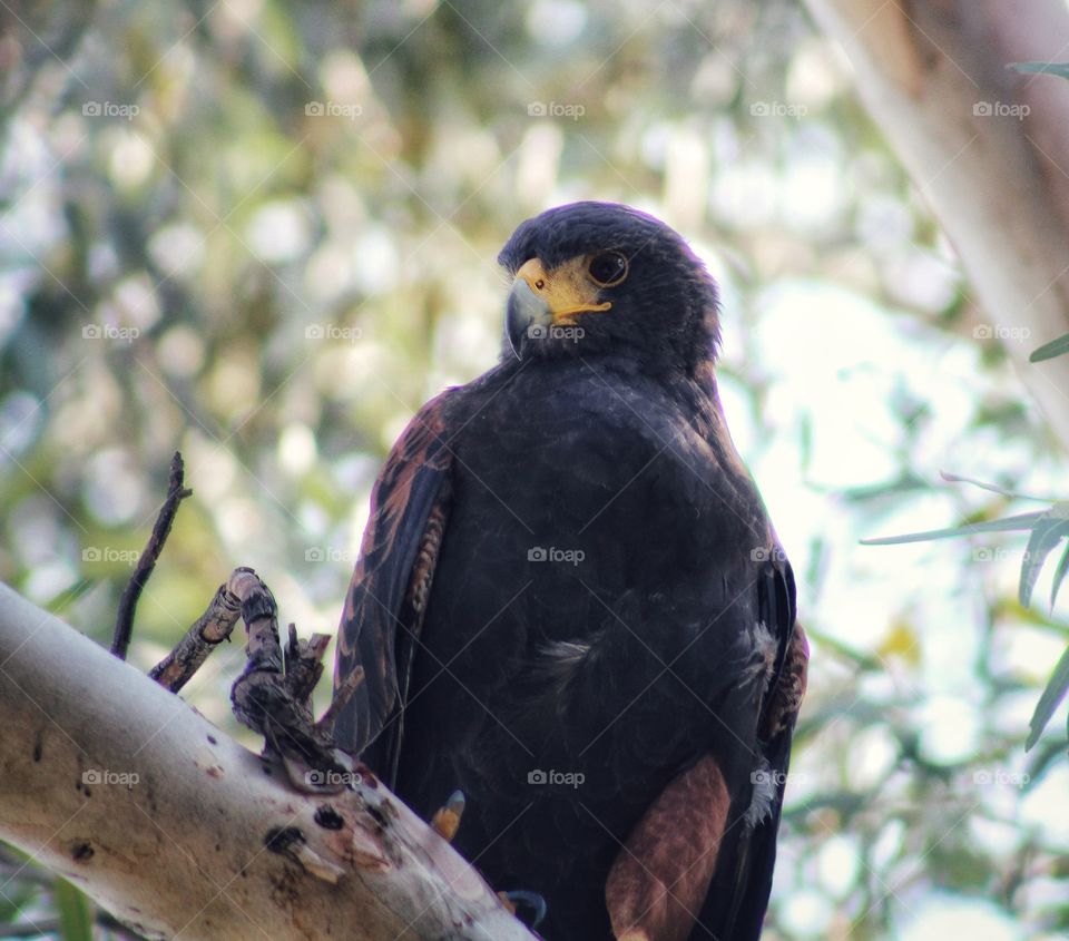 Harris's hawk usually fly and hunt together with family but this one was all alone