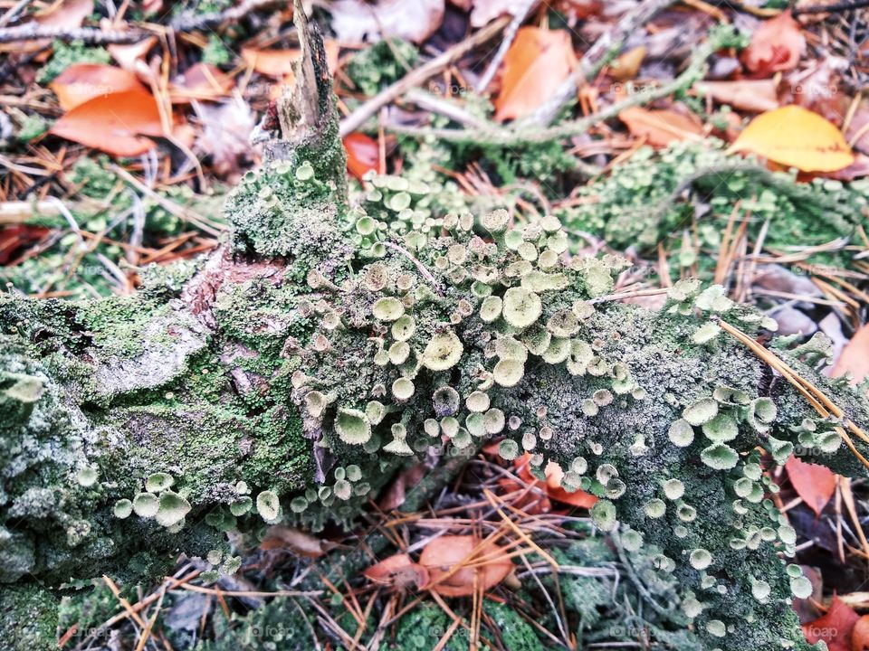 Little green mushrooms on the tree
