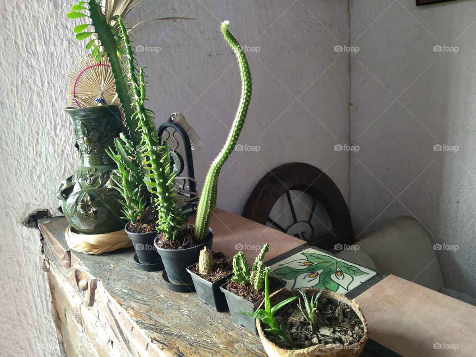 family cactus