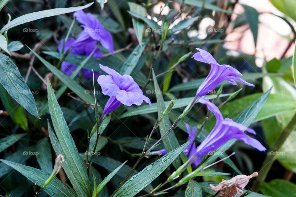 tiny purple flowers