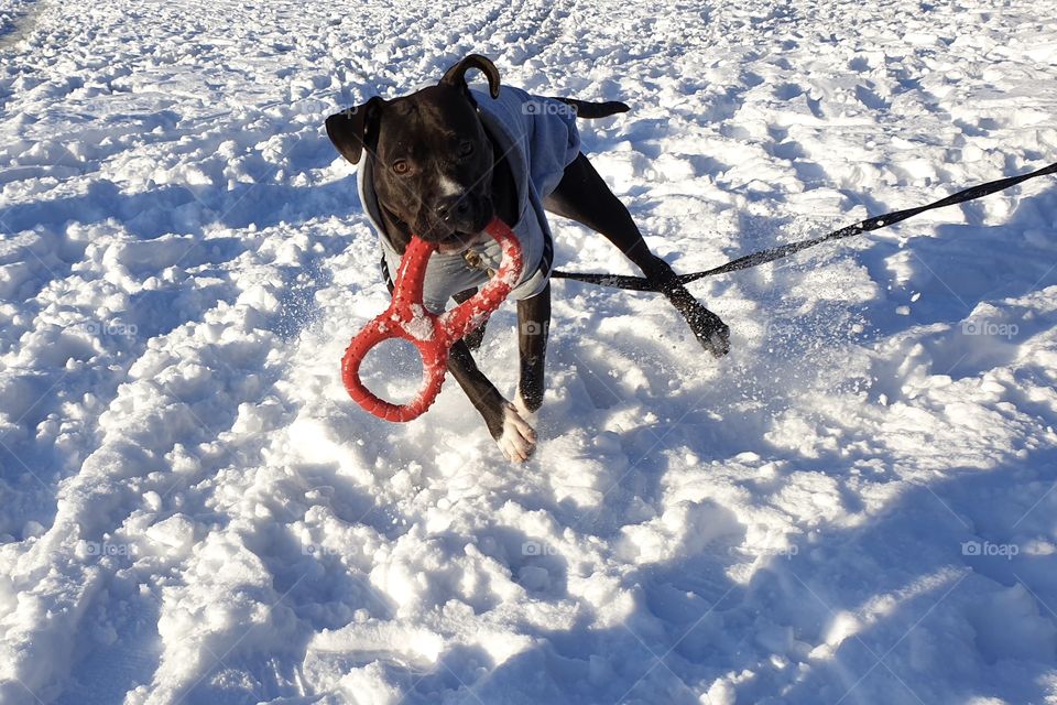 Happy playful puppy dog playing in the snow 
