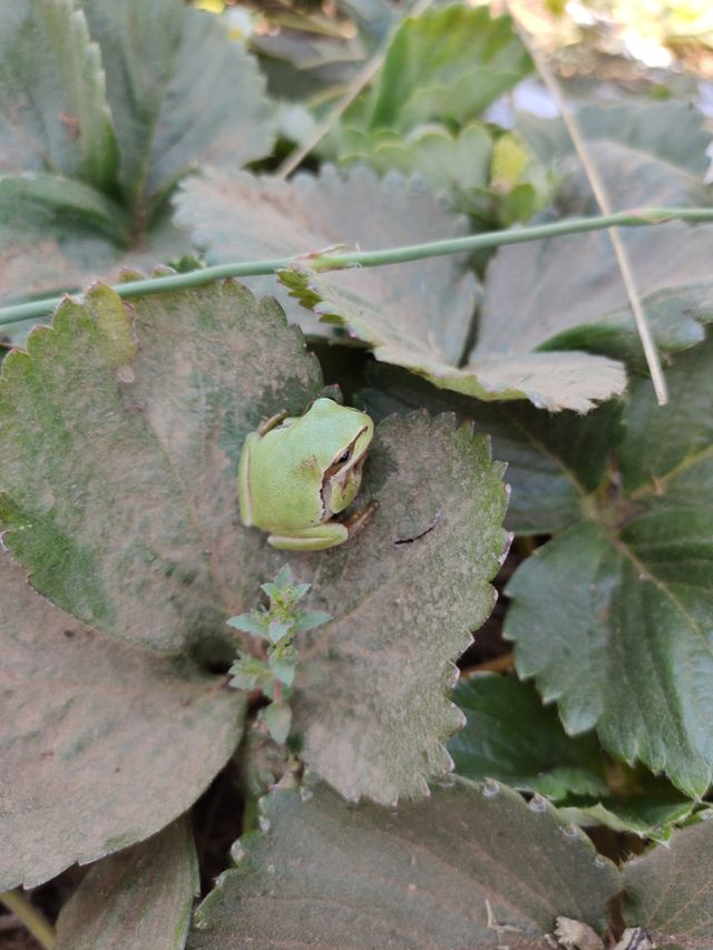 frog