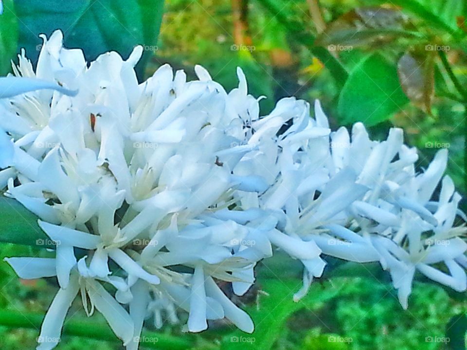 white flower. white