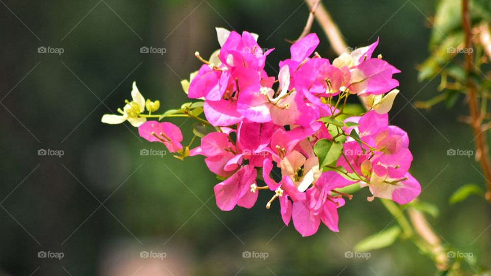 A pink Indian flower in summer