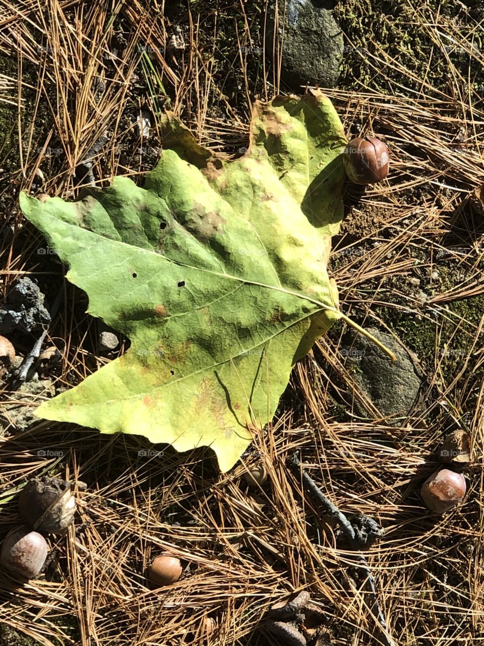 Falltime scenery in Connecticut