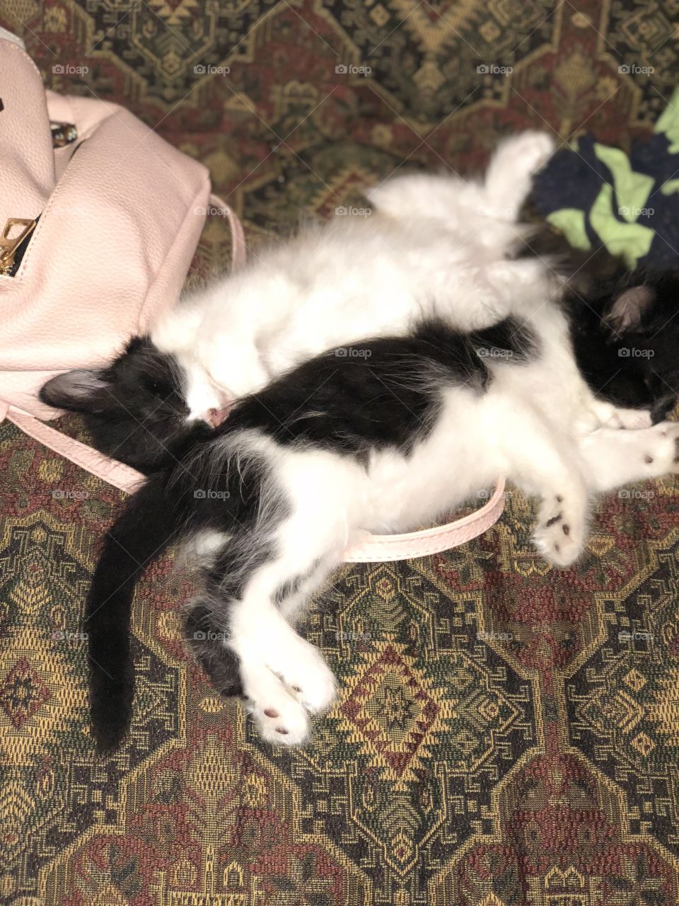 Sleeping kittens 😻