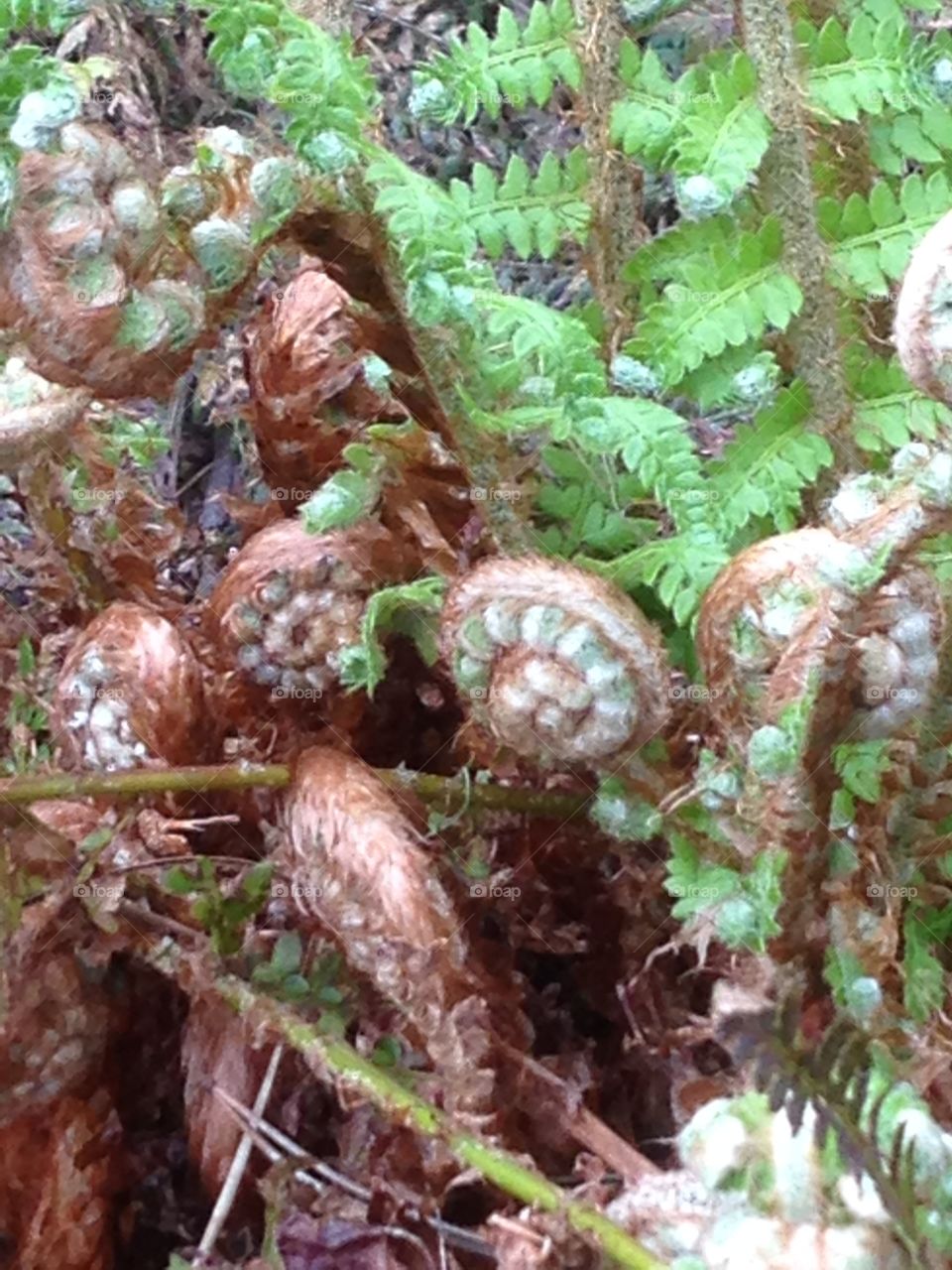 Ferns