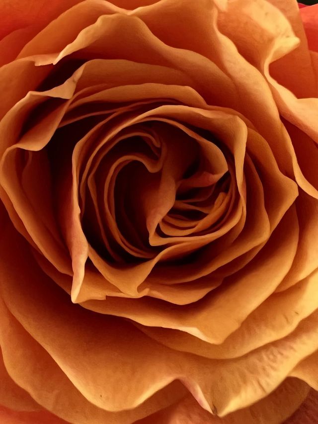 Schöne Rose