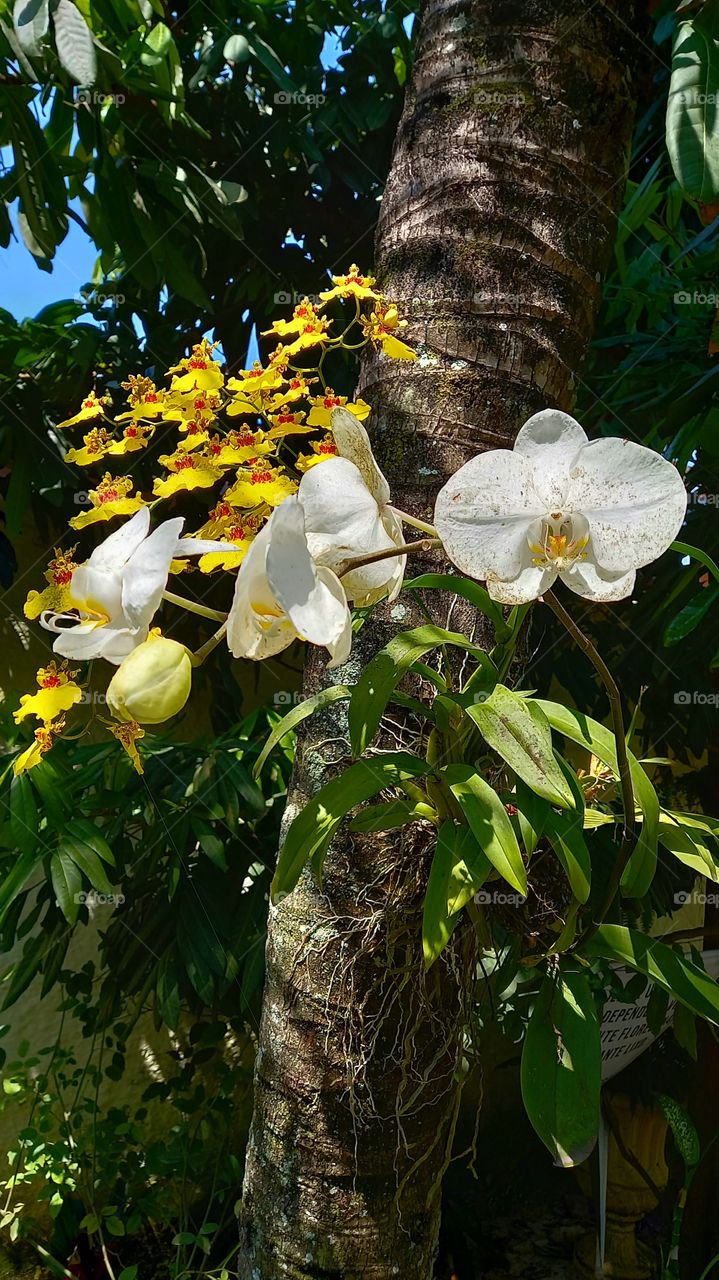 Flor branca e Amarela