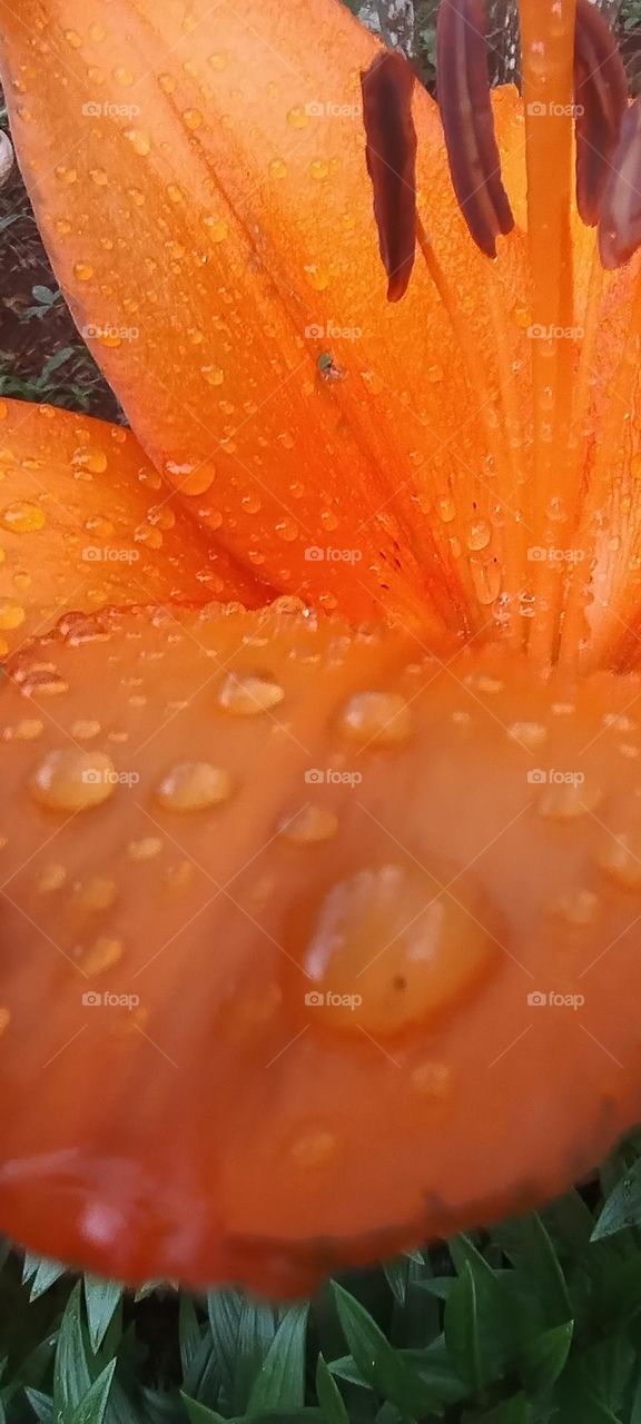 water drops on the lily