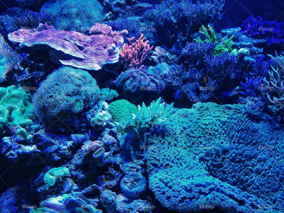 Coral reef in aquarium