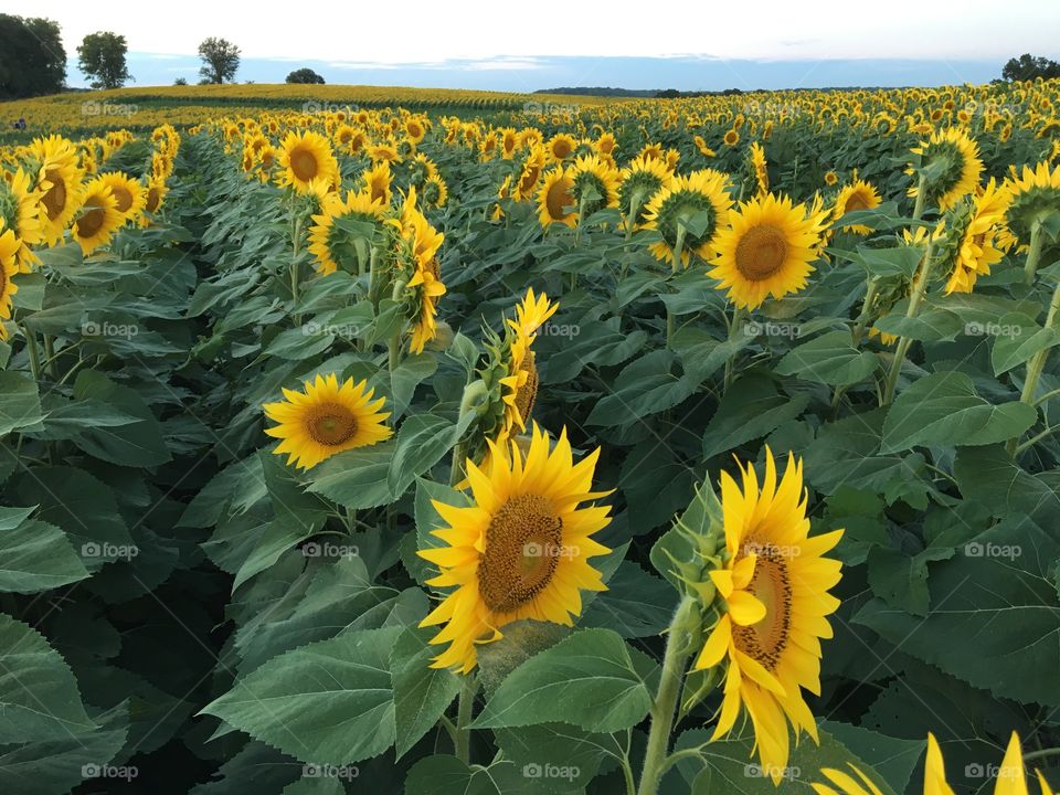 Kansas Sunflowers 