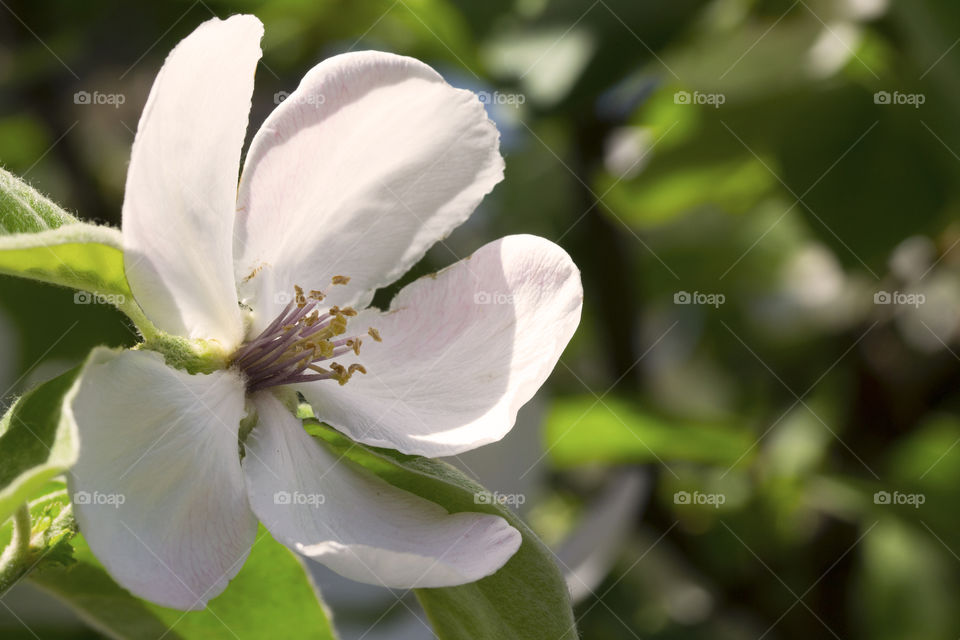 A large white spring apple tree flower