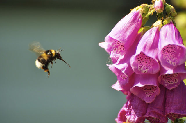 flower flying hungry bumblebee by hkjohan