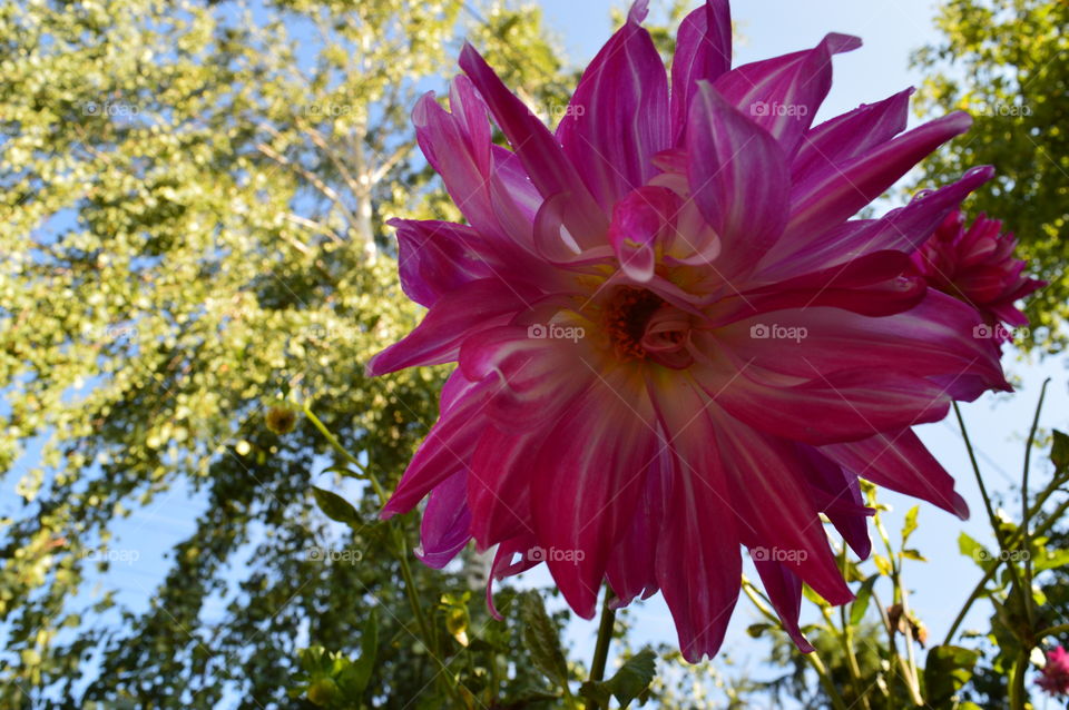 flower in macro